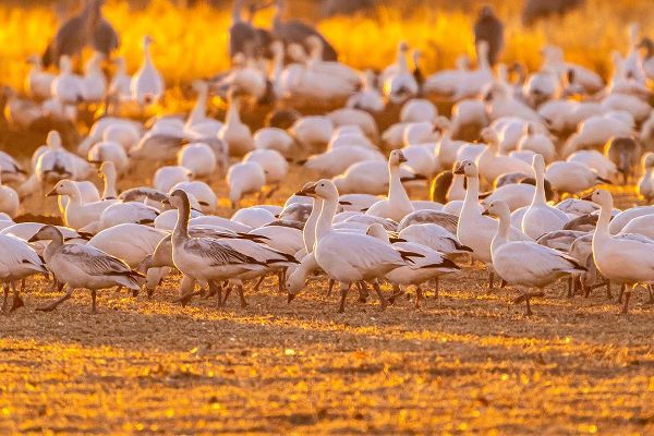 Jaynes Gallery 아티스트의 USA-New Mexico-Bernardo Wildlife Management Area-Snow geese feeding at sunset작품입니다.